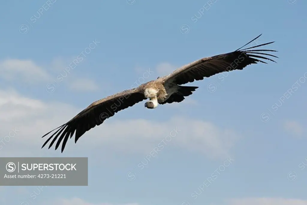 African White Backed Vulture, gyps africanus, Adult in Flight against Blue Sky