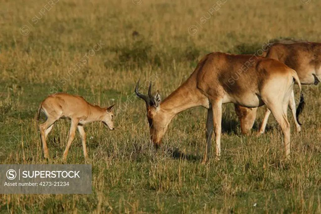 Hartebeest, alcelaphus buselaphus, Mother with Calf, Masai Mara Park in Kenya