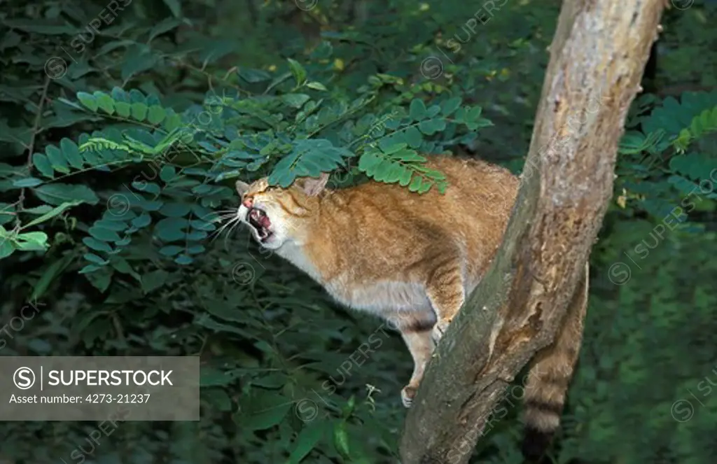 European Wildcat, felis silvestris, Adult Yawning