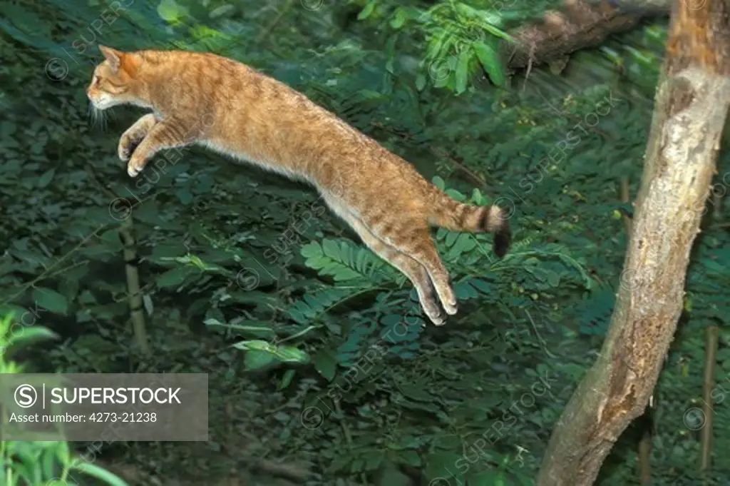 European Wildcat, felis silvestris, Adult Leaping
