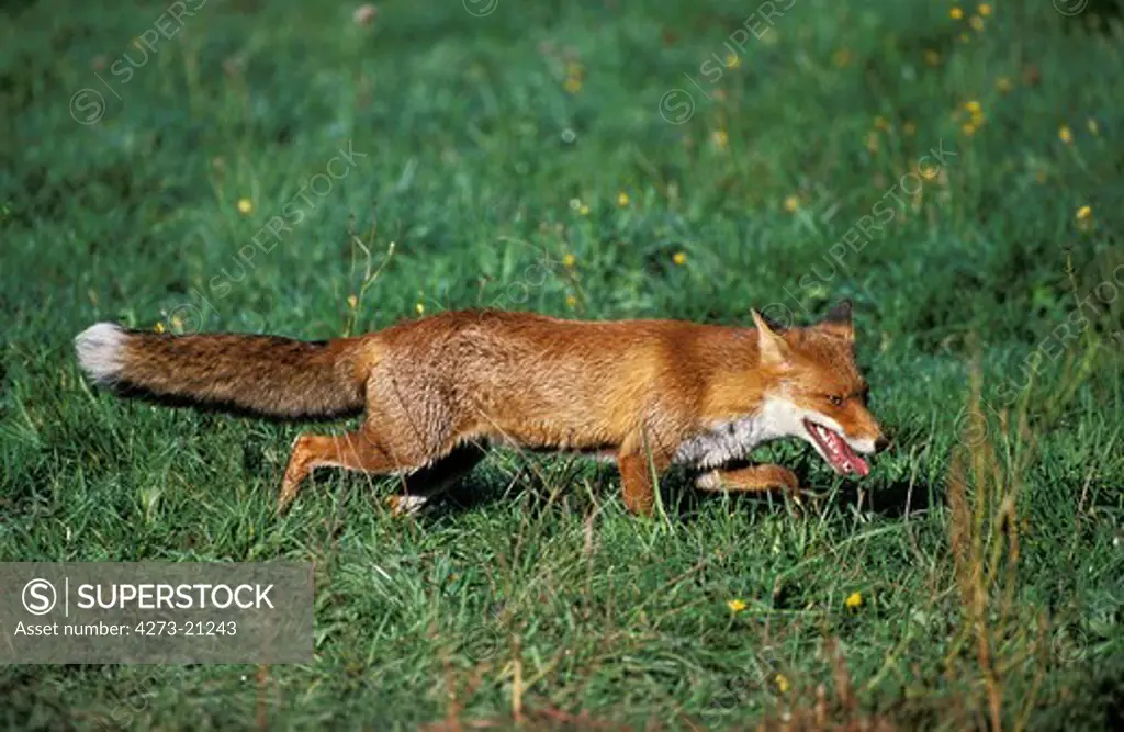Red Fox, vulpes vulpes, Adult, Normandy