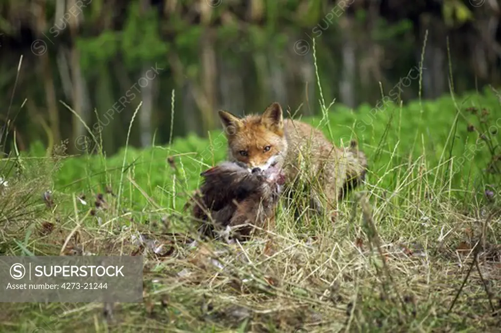 Red Fox, vulpes vulpes, Adult with a Kill, a Common pheasant, Normandy