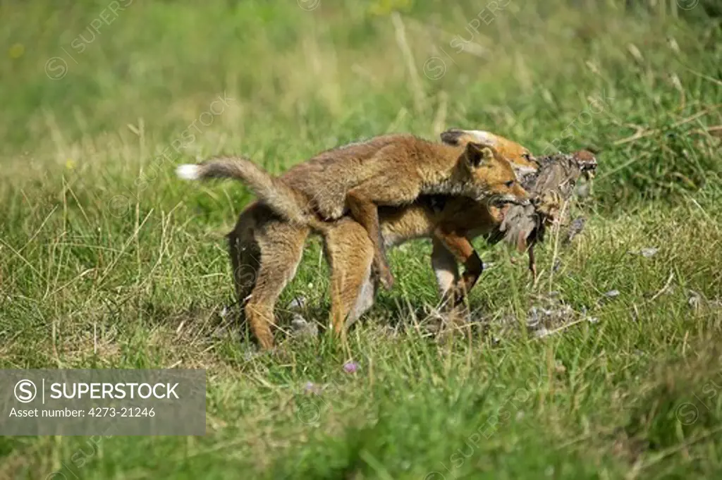 Red Fox, vulpes vulpes, Adult with a Kill, a Partrigde, Normandy