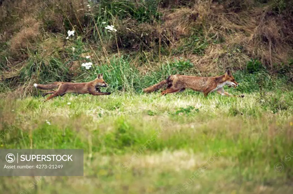 Red Fox, vulpes vulpes, Adults running, Normandy