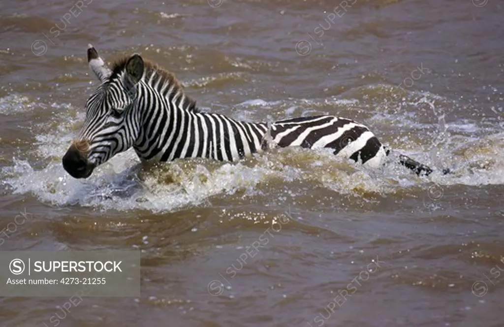 Burchell's Zebra, equus burchelli, Adult Crossing Mara River, Masai Mara Park in Kenya