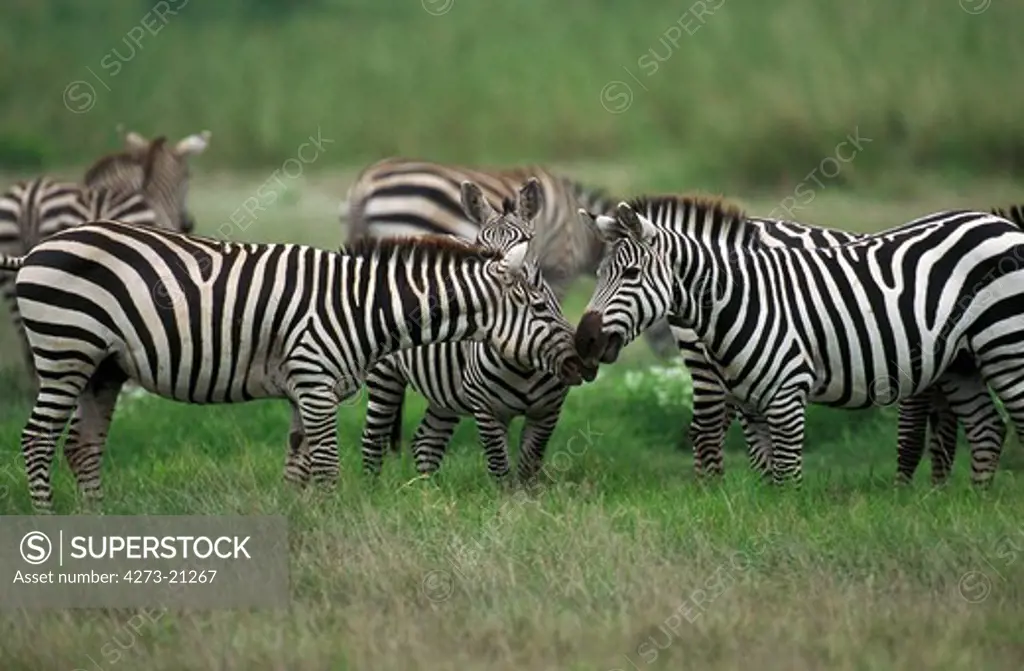 Grant's Zebra, equus burchelli boehmi, Kenya