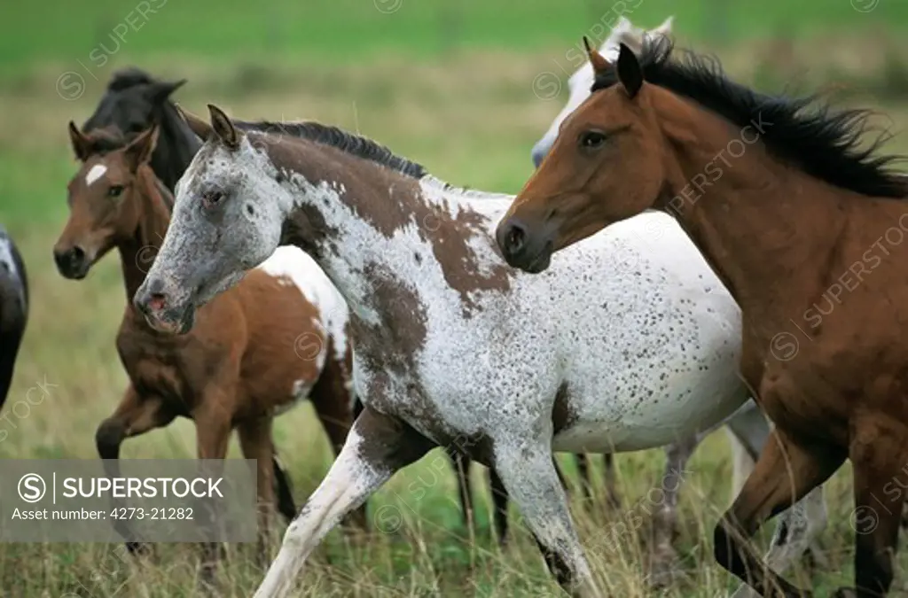 American Saddlebred Horse, Herd in Meadow
