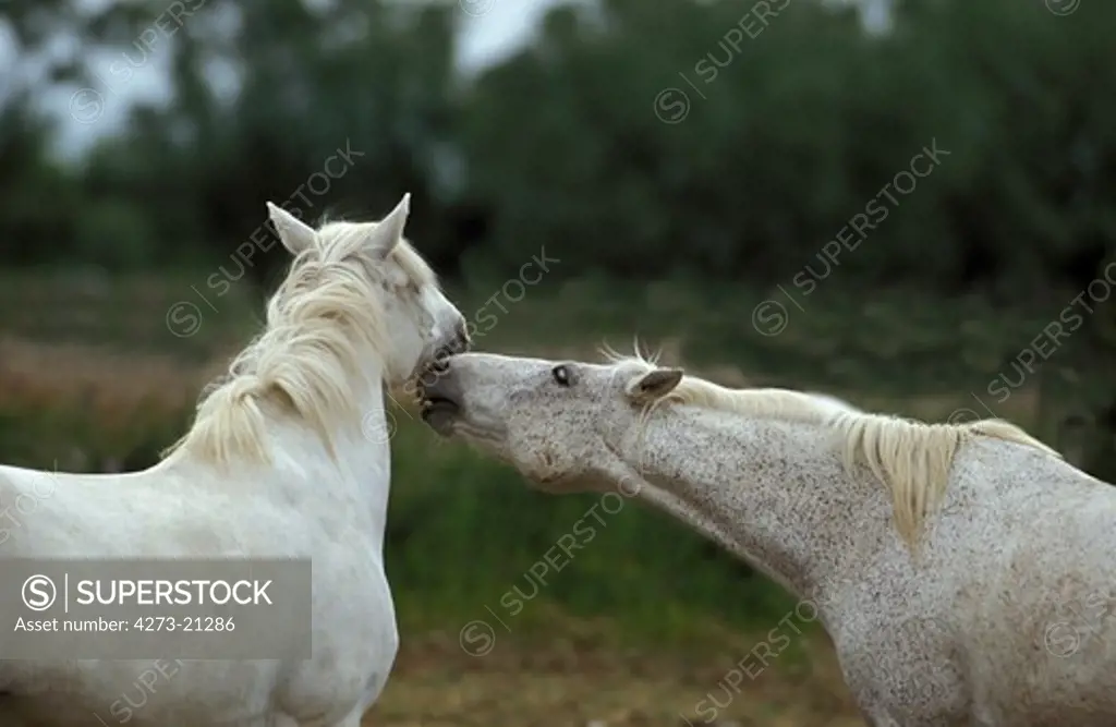 Camargue Horses