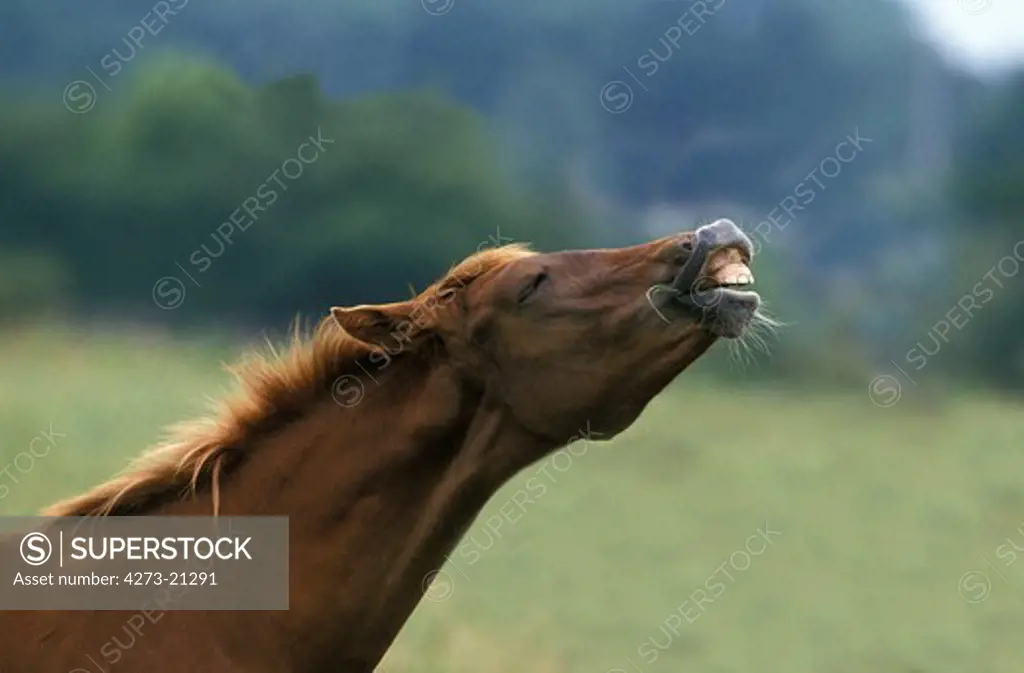 Anglo Arab Horse, Adult in Flehmen