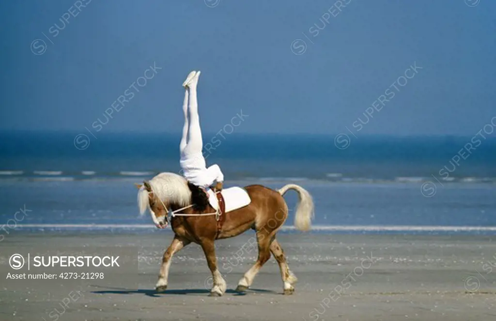 Teenager, mounted gymnastics, voltige with Haflinger Horse, Deauville in France