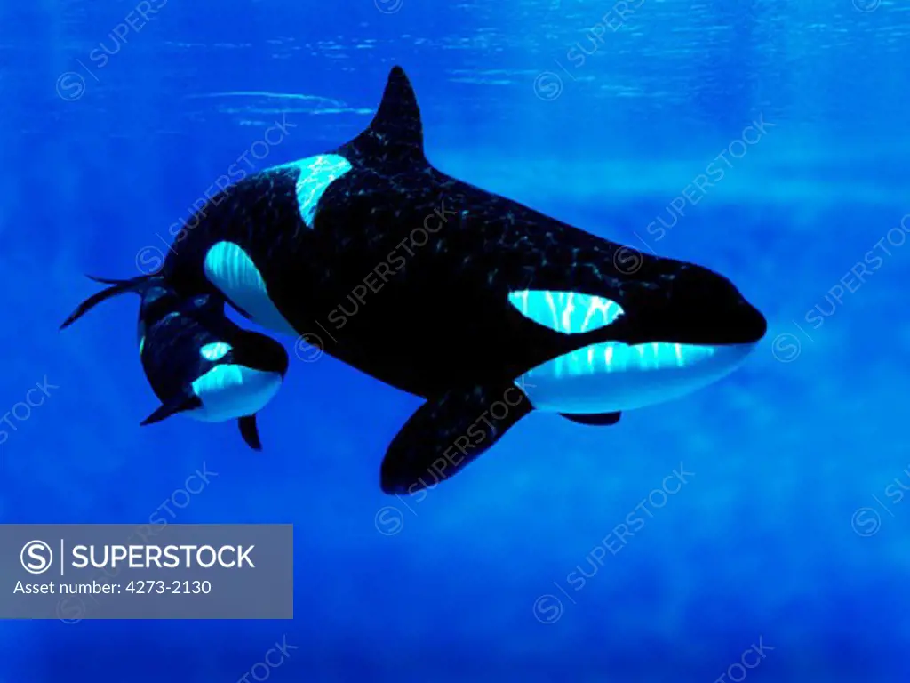 Killer Whale, Orcinus Orca, Female With Calf