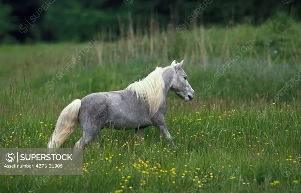 American Miniature Horse, Adult in Meadow