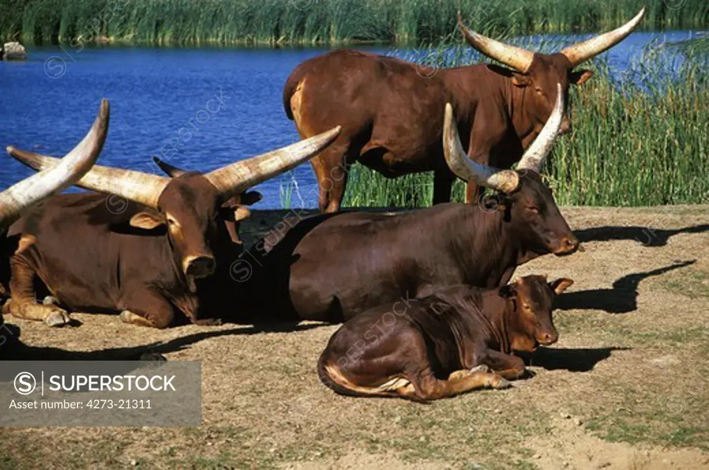 Watussi, bos primigenius taurus, Herd resting