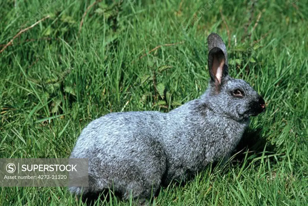 Argente de Champagne Domestic Rabbit, a French Breed