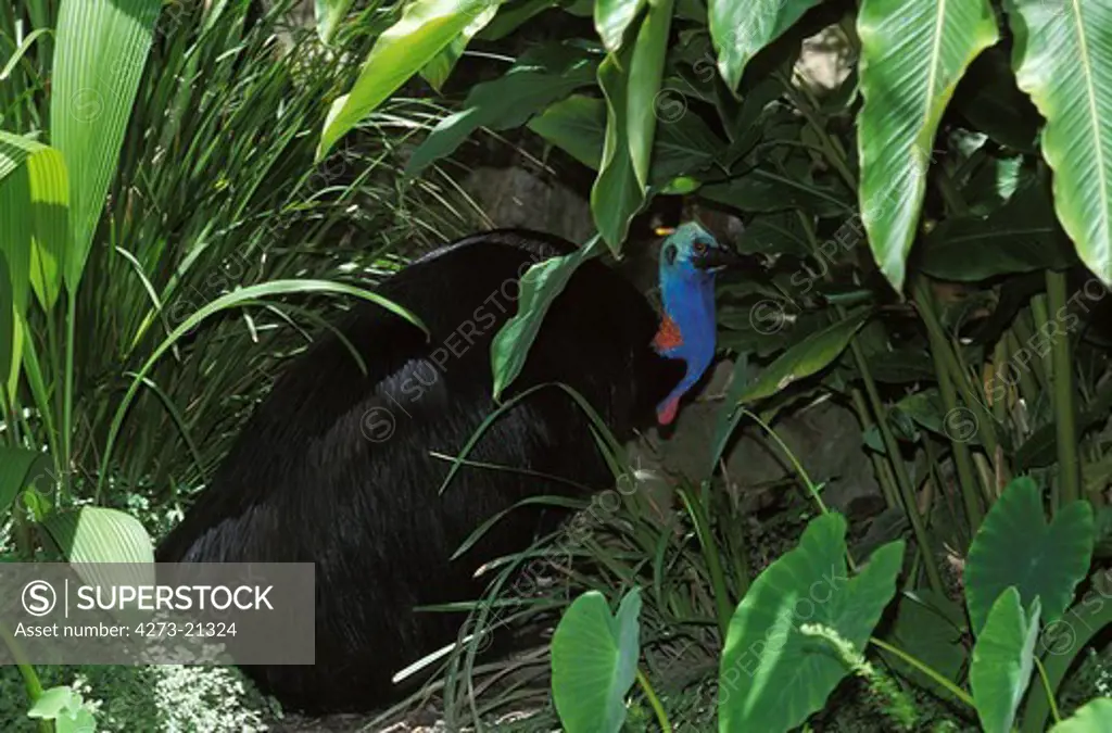 Southern Cassowary or Double-Wattled Cassowary, casuarius casuarius, Adult camouflaged