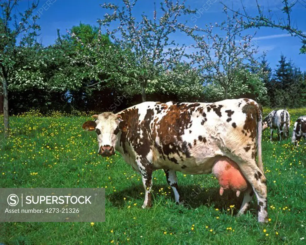 Normandy Cow, Domestic Cattle under Apple Trees, Normandy