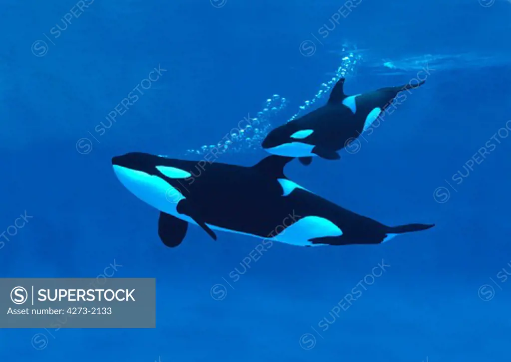 Killer Whale, Orcinus Orca, Mother With Calf