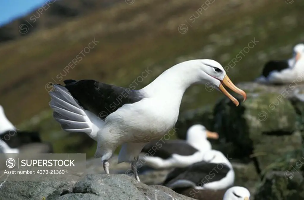 Black-Browed Albatross, diomedea  melanophris, Adult calling, Drake Passage in Antarctica