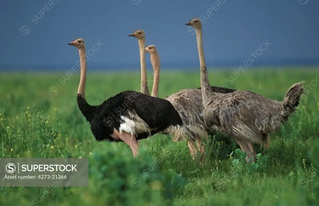 Ostrich, struthio camelus, Masai Mara Park in Kenya