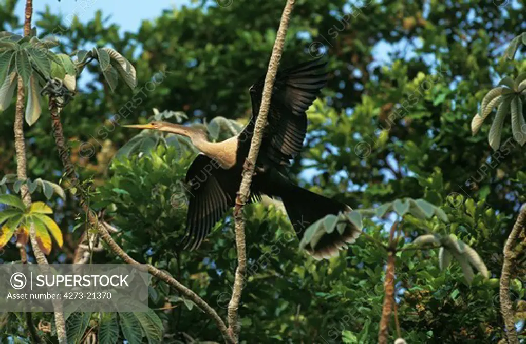 Anhinga or American Darter, anhinga anhinga, Adult taking off from Branch, Pantanal in Brazil