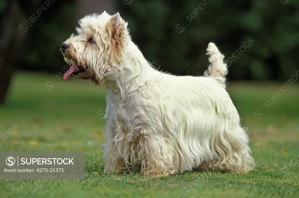 West Highland White Terrier or Westy, Adult