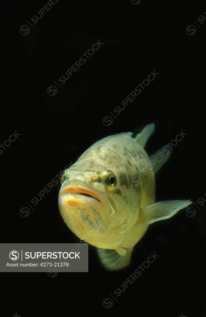 Large Mouth Bass or Black Bass, micropterus salmoides