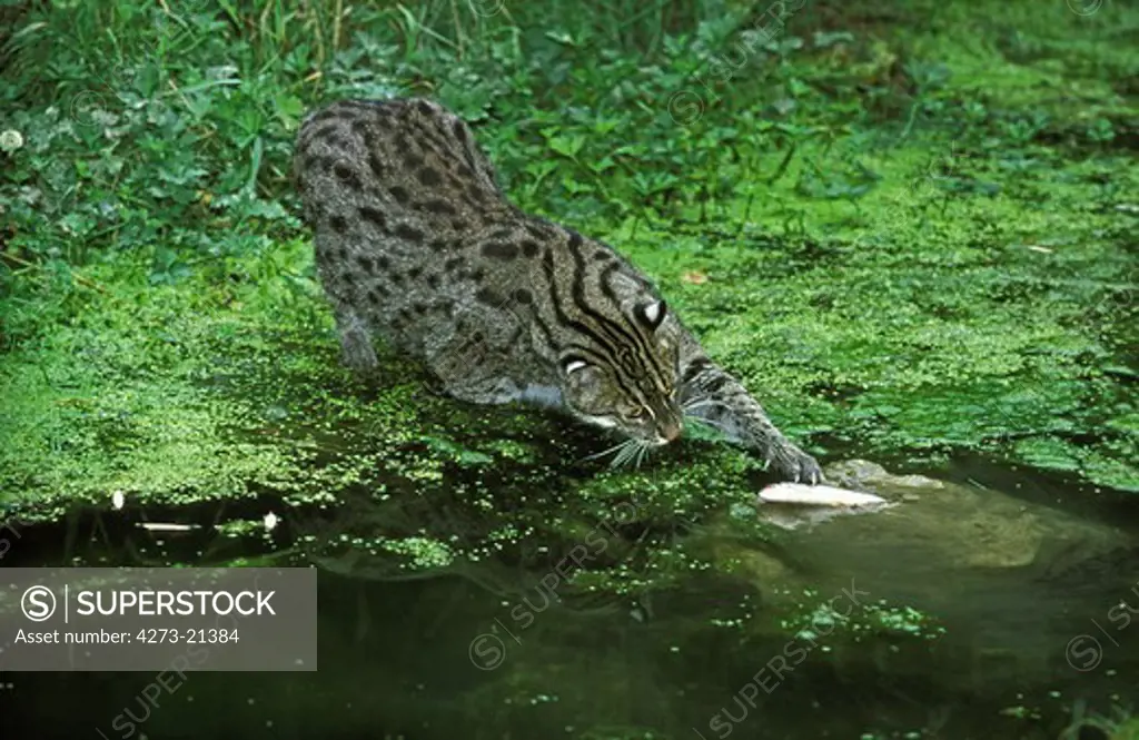 Fishing Cat, prionailurus viverrinus, Adult standing in Water, Fishing
