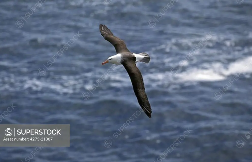 Black-Browed Albatross, diomedea  melanophris, Adult in Flight, Drake Passage in Antarctica