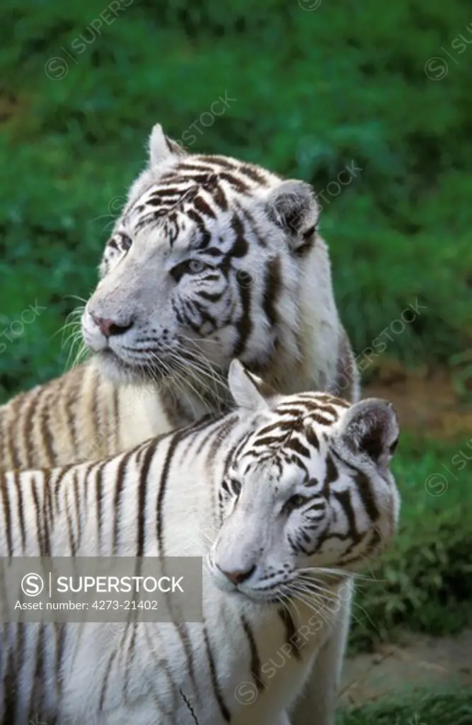 White Tiger, panthera tigris, Adults