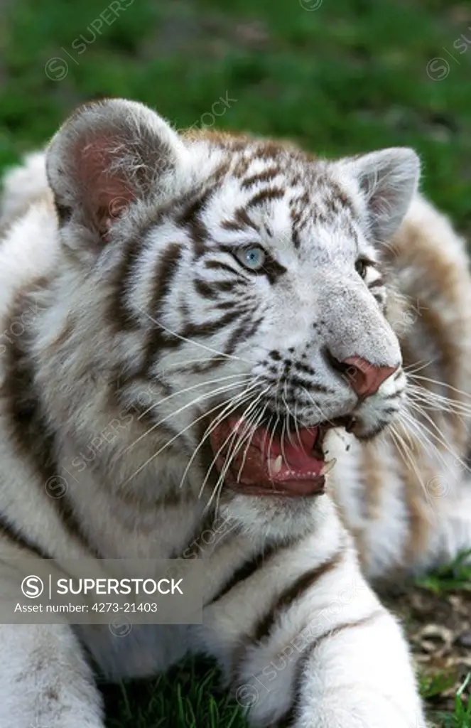 White Tiger, panthera tigris, Portrait of Cub