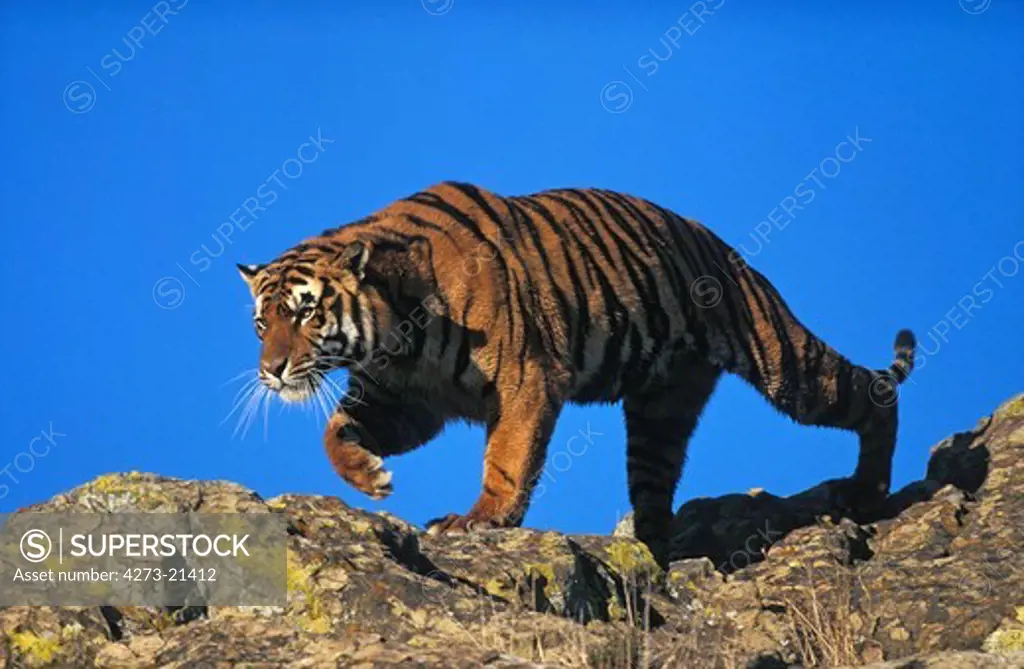 Bengal Tiger, panthera tigris tigris, Adult standing on Rock