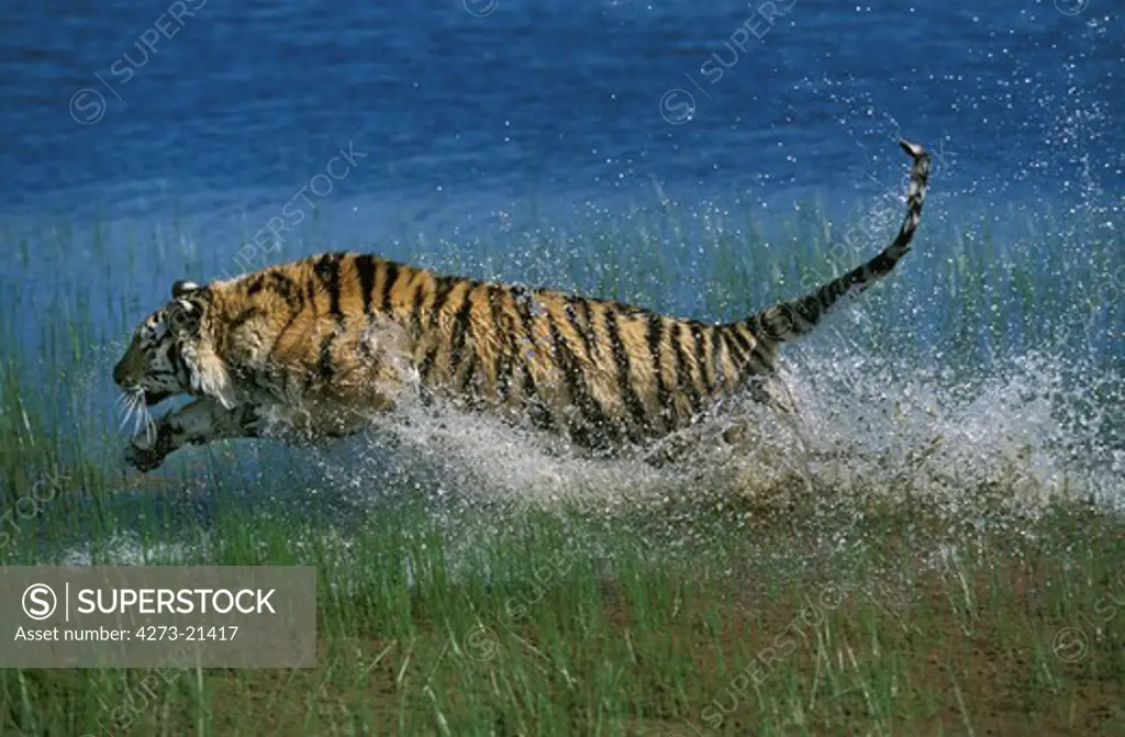 Bengal Tiger, panthera tigris tigris, Adult running through Water