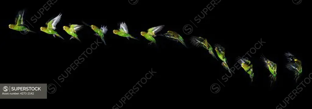Budgerigar Melopsittacus Undulatus, Flight Sequence