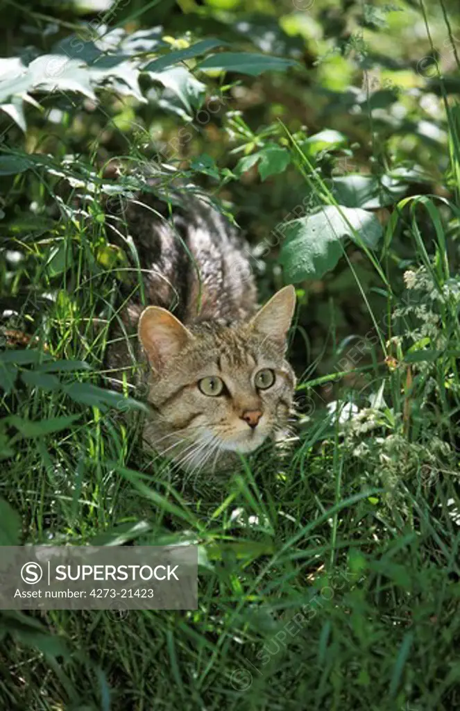 European Wildcat, felis silvestris, Adult standing in Long Grass