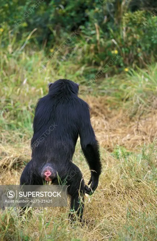 Chimpanzee, pan troglodytes