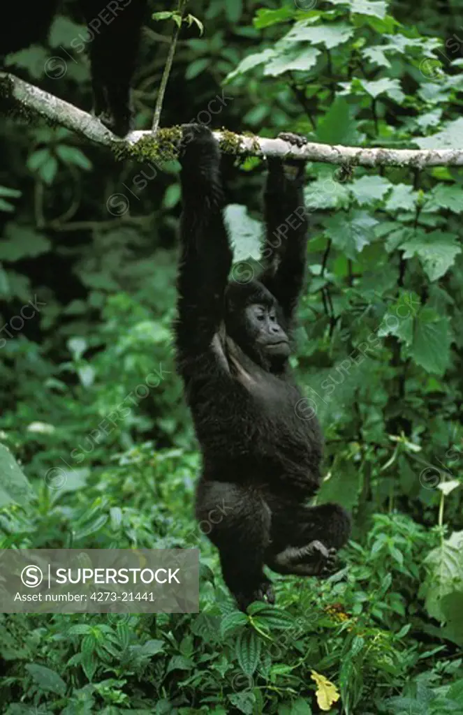 Mountain Gorilla, gorilla gorilla beringei, Young hanging from Branch, Virunga Park in Rwanda
