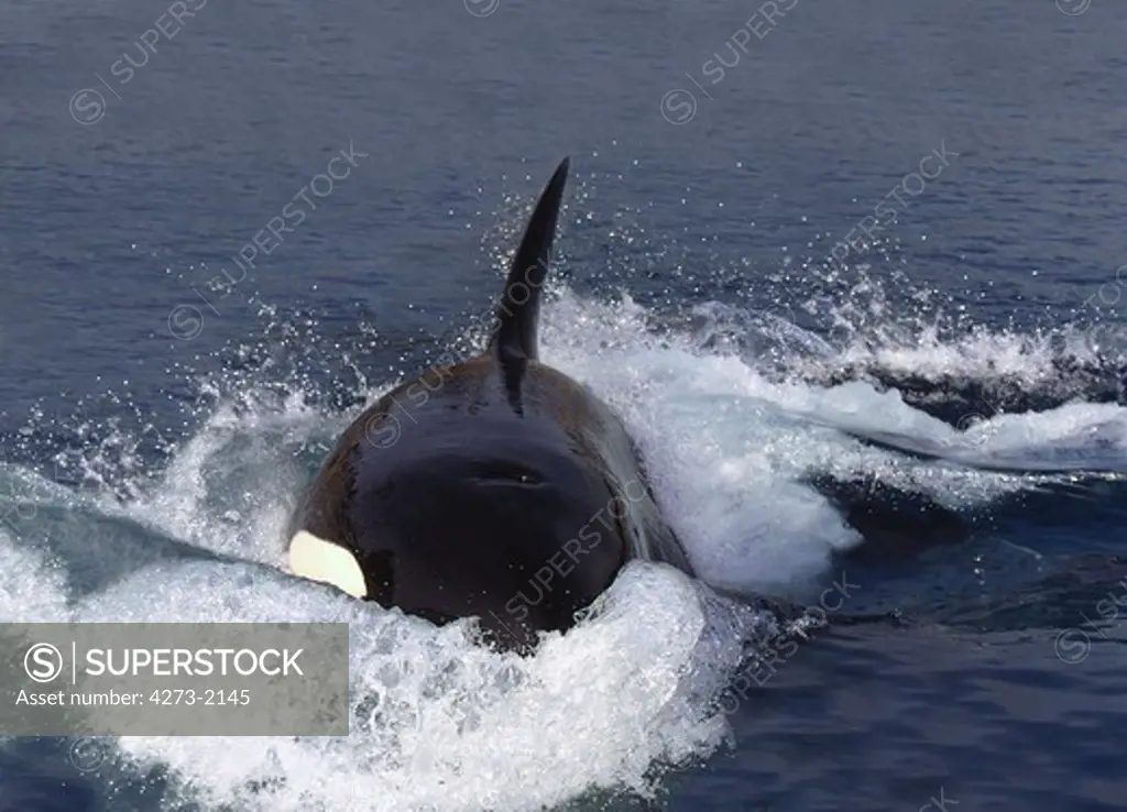 Killer Whale Orcinus Orca, Adult Standing At Surface