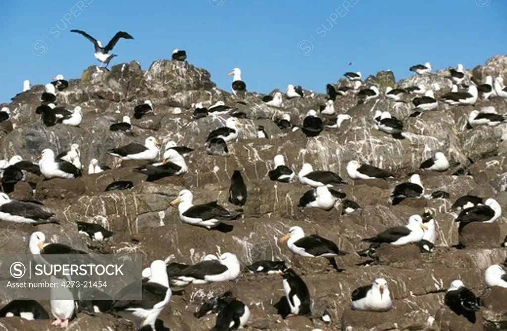 Black-Browed Albatross, diomedea  melanophris, Nesting Colony, Adult in Flight, Drake Passage in Antarctica