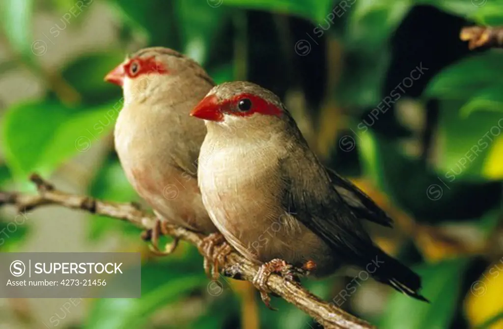 Black-Rumpted Waxbillor Red9Eared Waxbill, estrilda troglodytes, Adults standing on Branch