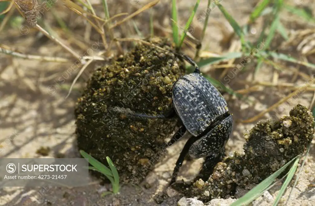 Dung Beetle, Adult, rolling dung Ball, Kenya