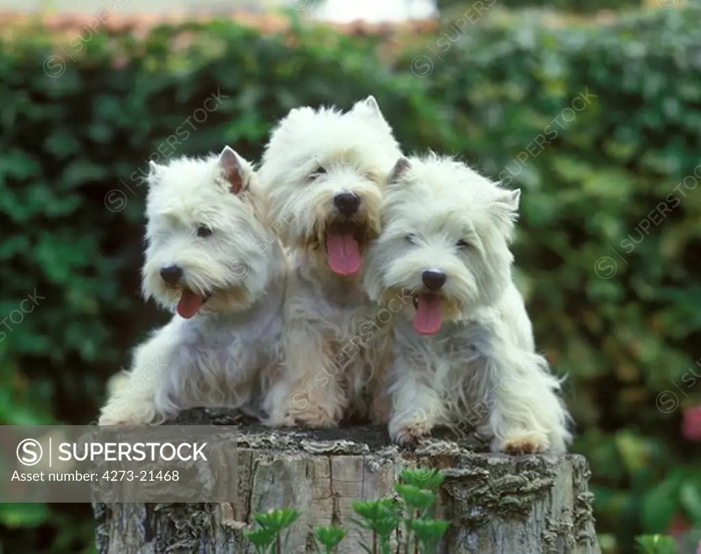 West Highland White Terrier or Westy, Adults