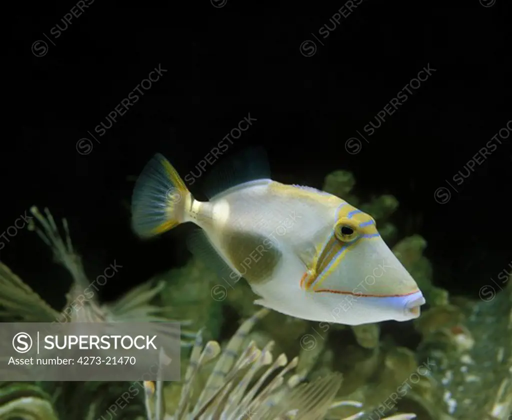 Blackbelly Triggerfish, rhinecanthus verrucosus