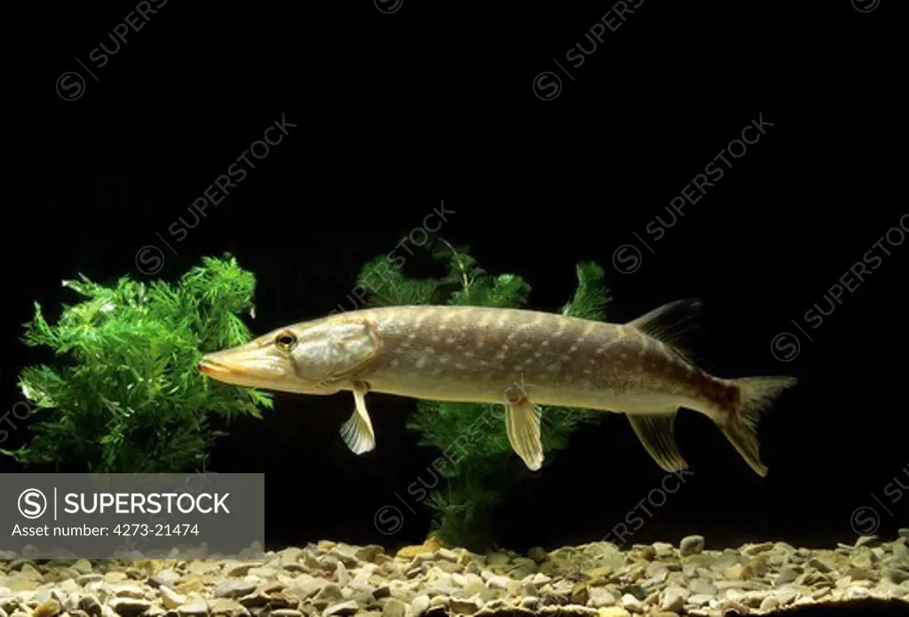 Northern Pike, esox lucius