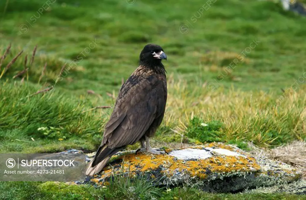 Striated Caracara or Forster's Caracara, phalcoboenus australis, Adult standing on Stone