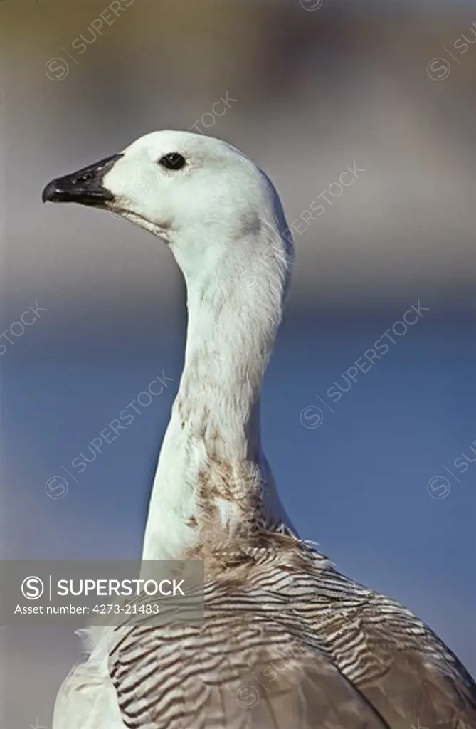 Magellan Goose or Upland Goose, chloephaga picta, Portrait of Male, Antarctica