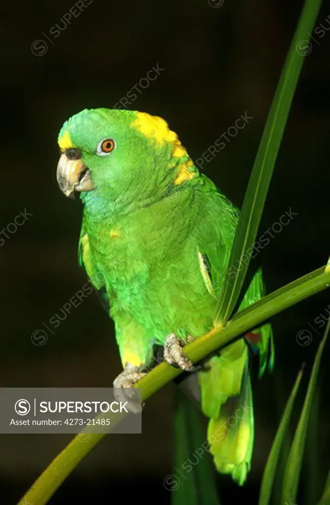 Yellow-Naped Amazon Parrot, amazona auropalliata, Adult