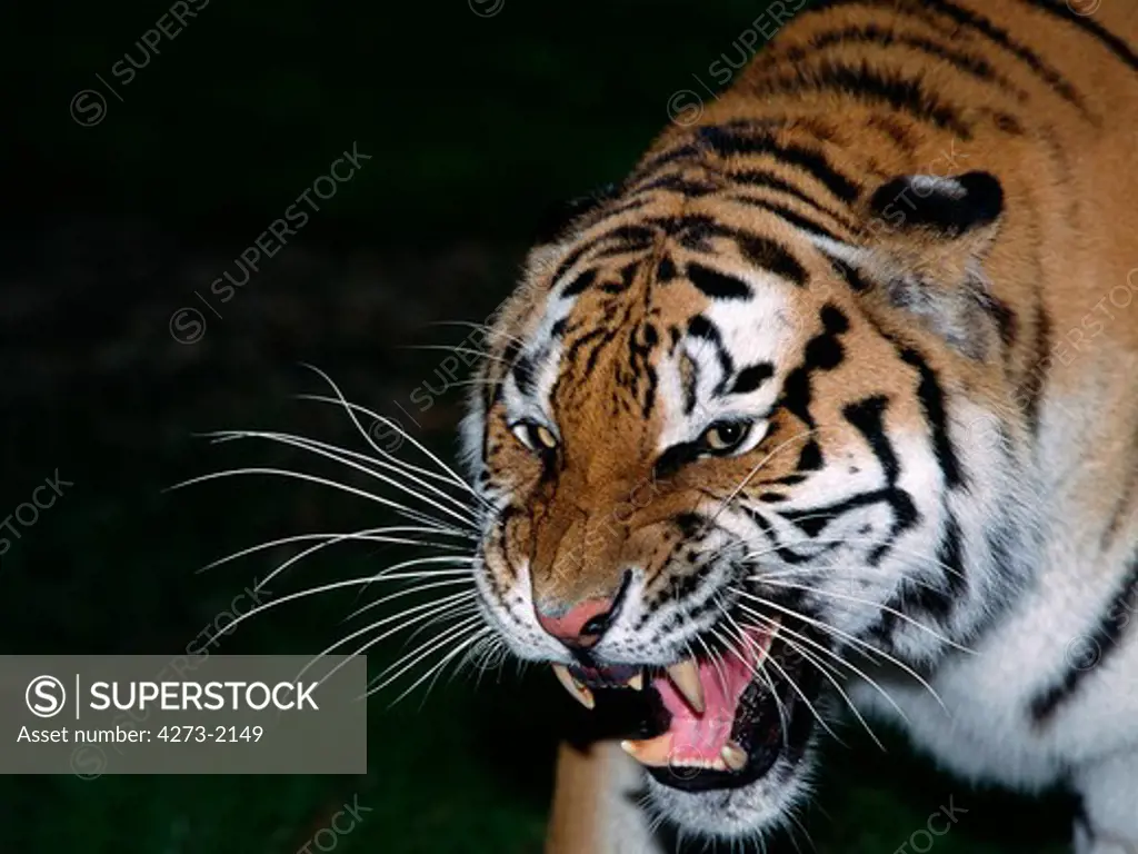 Siberian Tiger, Panthera Tigris Altaica, Adult Snarling