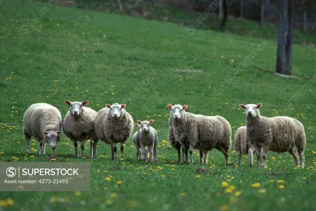 Berrichon Domestic Sheep, a French Breed from Berry, Herd with Ewes and Lambs