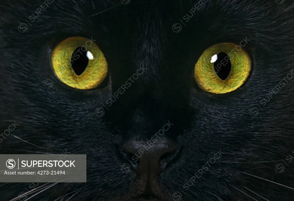 Black Domestic Cat, Close up of Eyes
