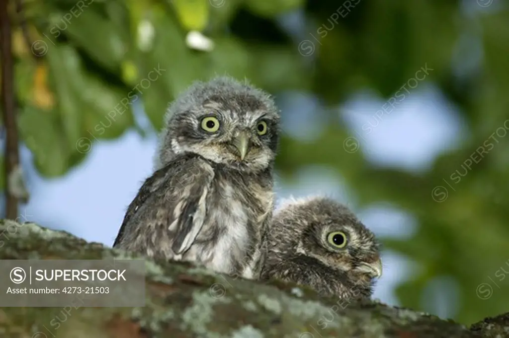 Little Owl, athene noctua, Youngs standing on Branch, Normandy